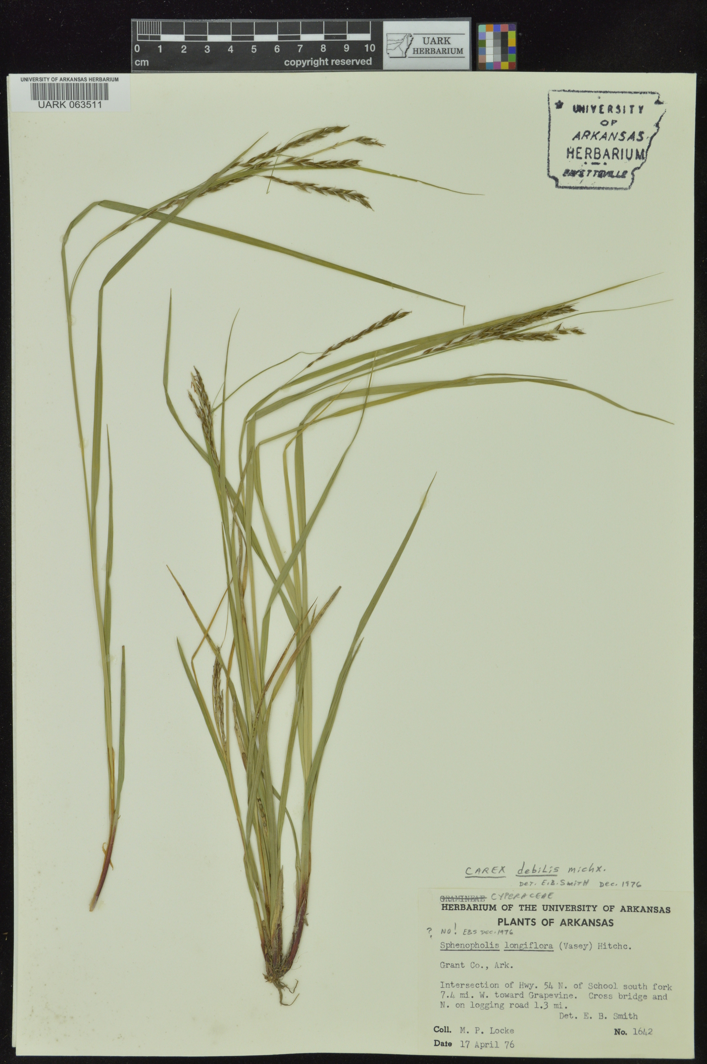 Carex debilis var. debilis image