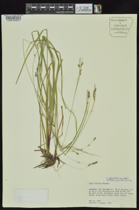 Carex debilis var. debilis image