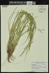 Carex debilis var. debilis image