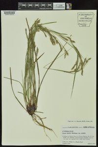 Carex debilis var. debilis image