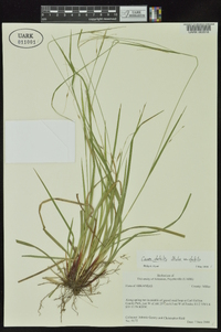 Carex debilis var. debilis image