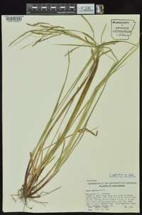 Carex debilis var. debilis image