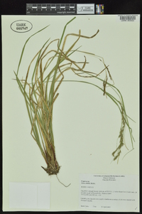 Carex debilis var. debilis image