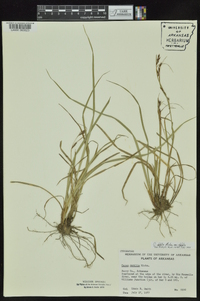 Carex debilis var. debilis image