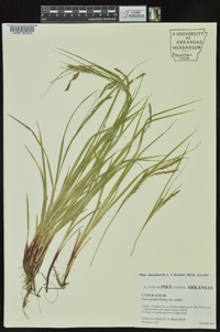 Carex debilis var. debilis image