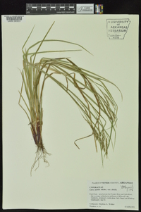 Carex debilis var. debilis image