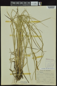 Carex decomposita image