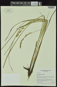 Carex decomposita image