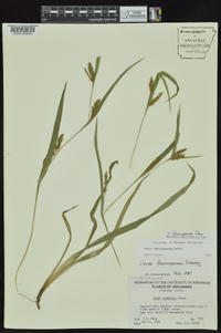 Carex flaccosperma image