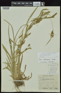 Carex flaccosperma image