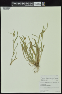 Carex flaccosperma image