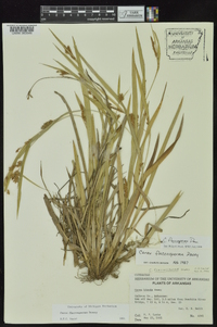 Carex flaccosperma image
