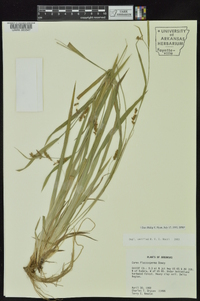 Carex flaccosperma image