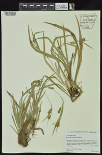 Carex flaccosperma image