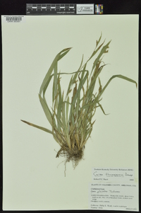 Carex flaccosperma image