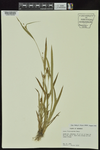 Carex flaccosperma image