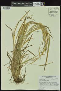 Carex flaccosperma image