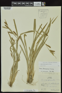 Carex flaccosperma image