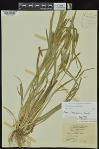 Carex flaccosperma image