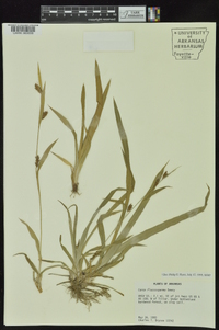 Carex flaccosperma image