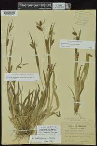 Carex flaccosperma image