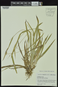 Carex flaccosperma image