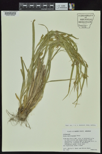 Carex flaccosperma image