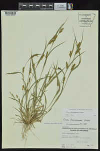 Carex flaccosperma image