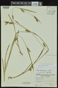 Carex flaccosperma image
