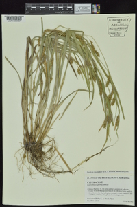 Carex flaccosperma image