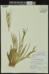 Carex flaccosperma image