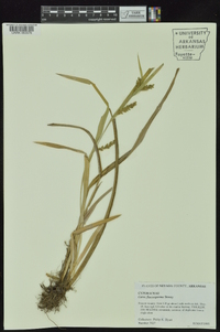 Carex flaccosperma image