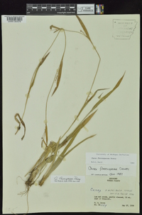 Carex flaccosperma image