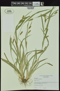 Carex flaccosperma image