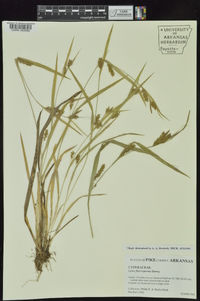 Carex flaccosperma image