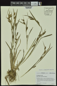 Carex flaccosperma image