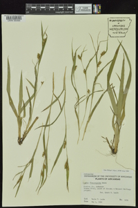 Carex flaccosperma image