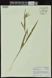 Carex flaccosperma image