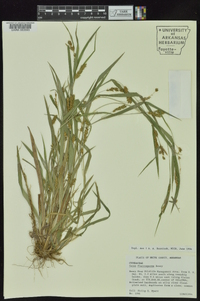 Carex flaccosperma image