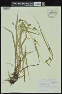 Carex flaccosperma image