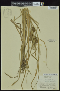 Carex gigantea image