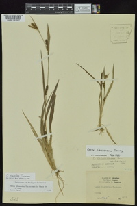 Carex glaucodea image