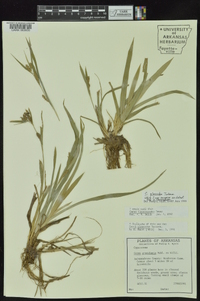 Carex glaucodea image