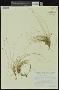 Carex eburnea image