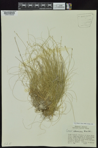 Carex eburnea image