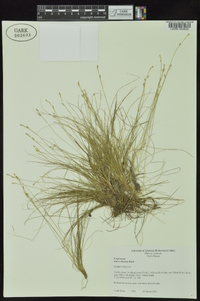 Carex eburnea image