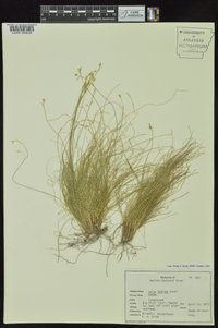 Carex eburnea image