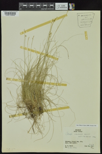 Carex eburnea image