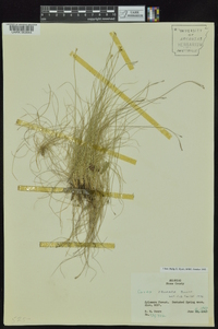 Carex eburnea image