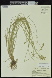 Carex festucacea image